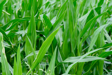 beautiful green corn in a field on a sunny day in the middle of summer