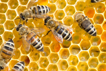 Bees working in the hive in summer