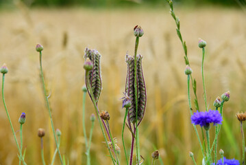 beautiful blue rye flowers at the edge of a meadow with thistles on a sunny day in the middle of summer - obrazy, fototapety, plakaty