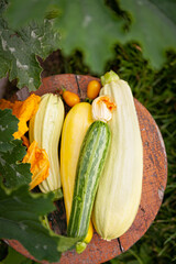 harvest of zucchini, tomatoes and other vegetables in the vegetable garden. the concept of agriculture, proper nutrition, autumn harvest, farm products, comfort food, vegetarianism, veganism