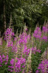 field grass Ivan tea growing in the forest. tea drinking concept, useful herbs, medicinal herbs, field herbs, green tea, herbal tea