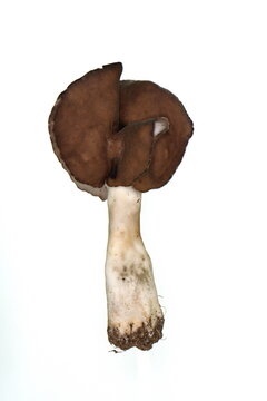 Macro shut of helvella spadicea mushroom isolated on white background.