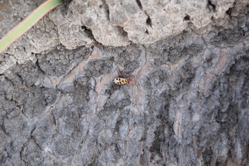 Welwitschia Bug (Probergrothius angolensis), Namib Desert, Namibia, Southern Africa.