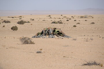 Obraz premium Welwitschia mirabilis plant in the Namib Desert, Namibia, Southern Africa.