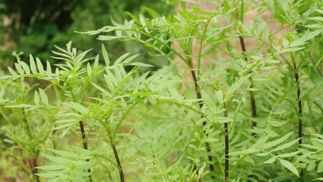 Close up gimbal shot of flowerless marigold plant in nature. Shallow focus
