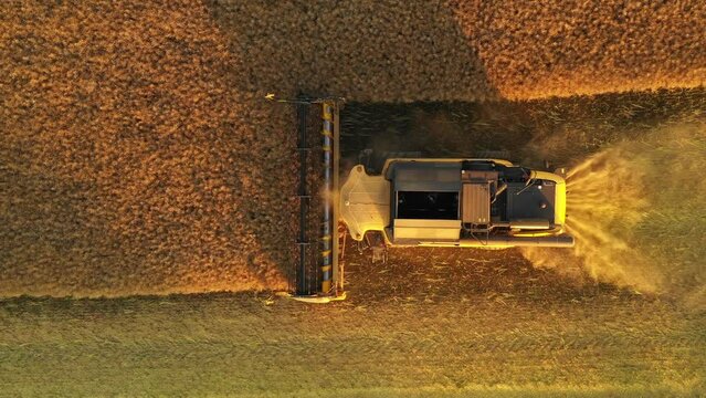 Aerial view of combine harvester harvest wheat on a yellow field during sunset