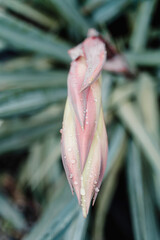 A beautiful unopened pink flower with dew drops