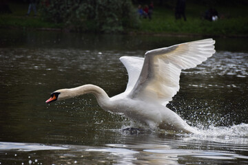A mute swan in attack posture in a park lake 