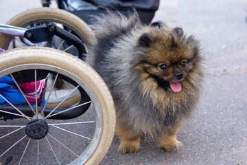 A silver dog Spitz pomeranian next to the stroller. A small fluffy cute doggy.