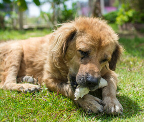 dog eat bone on meadow.  bone made from dried cow leather