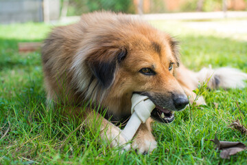 dog eat bone on meadow.  bone made from dried cow leather