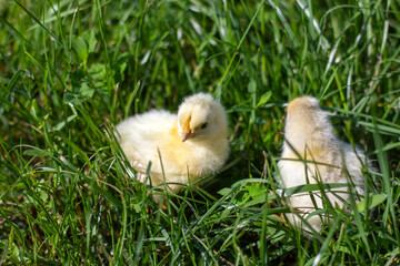 Little fluffy chickens on the green grass.