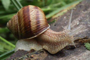 Burgundy snail crawls on a wooden board, on a green background, photo macro