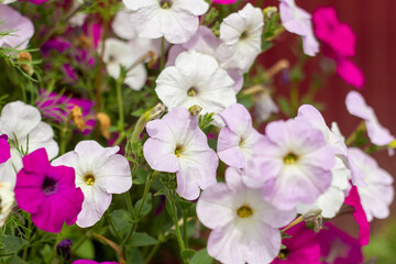 Fototapeta na wymiar Beautiful blooming petunias.Petunias in summer during flowering.