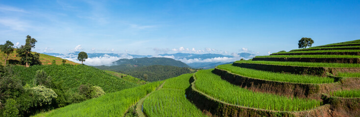 Rice fields on terraced of Ban Pa Bong Paing, Chiang Mai, Thailand, Beautiful scenery of the...