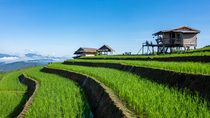 Rice fields on terraced of Ban Pa Bong Paing, Chiang Mai, Thailand, Beautiful scenery of the terraced rice fields at Bong Pieng Forest in northern Thailand.