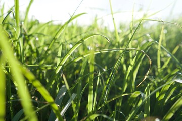 green grass background