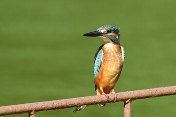 kingfisher in a pond