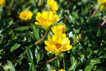 yellow flowers