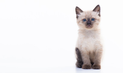 A small blue-eyed Thai or Siamese kitten. Isolation on a white background
