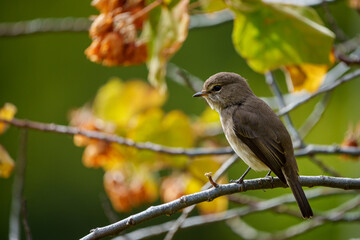 African dusky flycatcher (Muscicapa adusta) perchased on a tree branch. Cape Town, Western Cape. South Africa