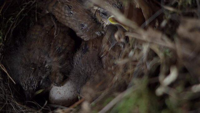 Three baby birds and an unhatched egg, tussle in their nest.