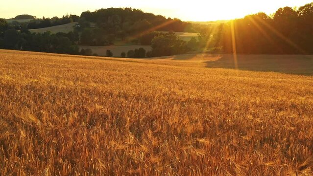 Fly above the golden wheat field during sunset