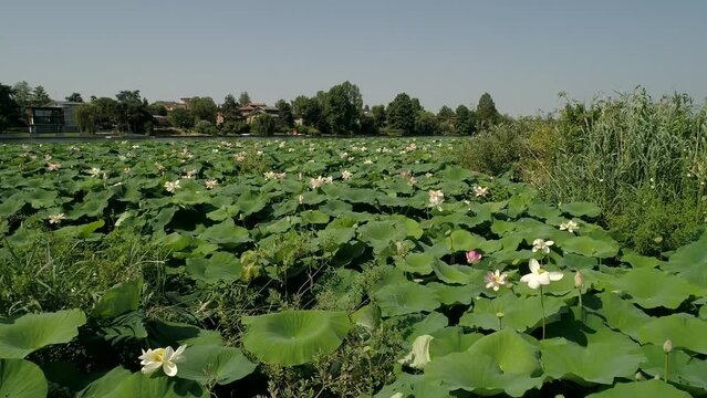 passaggio radente sul tappeto dei fior di loto lago superiore mantova