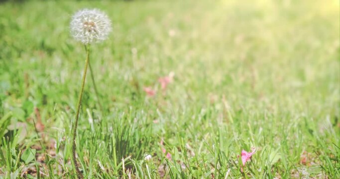 Fragile fluffy dandelion on green background. Copy space for text. One allergen white fluff flower in sunny field on side. Booming dandelion. Commercial place. 4k footage. Allergic drugs concept