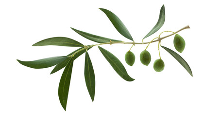 Fresh olive branch leaves and olive fruit isolated on white background