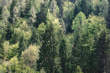 Forest background. View from above on the crowns of old huge spruce trees