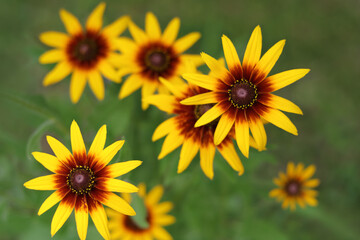 Rudbeckia with yellow flowers blooms in the garden in summer. Rudbeckia bicolor. Yellow and orange black-eyed or African daisy flower with green background . Rudbeckia hirta. Beauty in nature. 