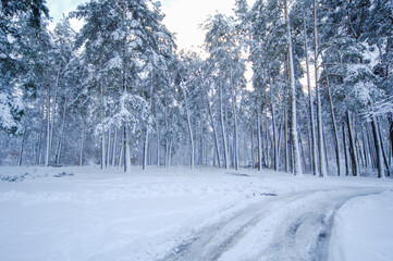 Obraz premium snowy forest in the morning