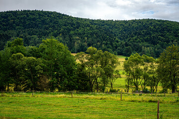 Green meadows and pastures shrouded in pine trees on the Beskids mountain ridges.