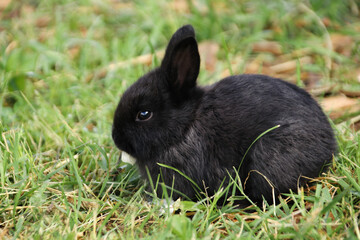A small black rabbit with a piece of cabbage in its mouth on the green grass in summer in profile