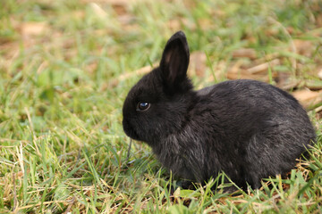 Little black rabbit on green grass in summer in profile