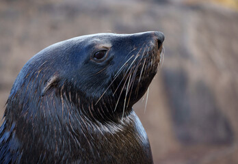  Cape fur seal, South African fur seal, Australian fur seal or brown fur seal (Arctocephalus pusillus). Hout Bay, Cape Town. Western Cape. South Africa.
