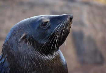 Foto auf Leinwand  Cape fur seal, South African fur seal, Australian fur seal or brown fur seal (Arctocephalus pusillus). Hout Bay, Cape Town. Western Cape. South Africa. © Roger de la Harpe