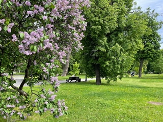 The city of Moscow, Lilac blooming on Samotechny Boulevard in summer in cloudy weather