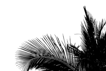 silhouette de palmes