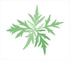 Medicinal herb wormwood on a white background with streaks