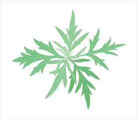 Fototapeta premium Medicinal herb wormwood on a white background with streaks