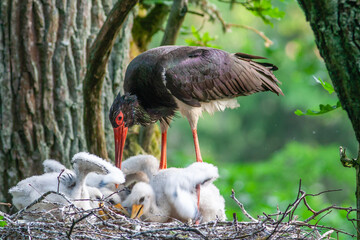 Black stork Ciconia nigra with babies in the nest.