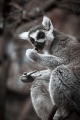 Obraz premium Lemur eating in the wild forest