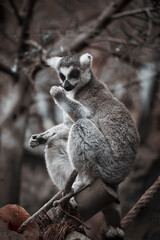 Lemur eating in the wild forest