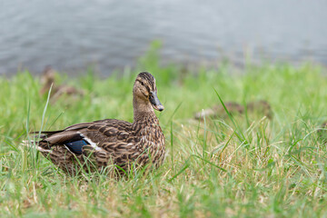 Wild ducks. Wild waterfowl on the shore of the lake on a summer sunny day close-up. Copy space.