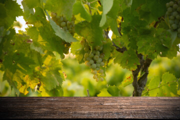 Wooden bench in vineyard - White wine grapes before harvest - 519749387