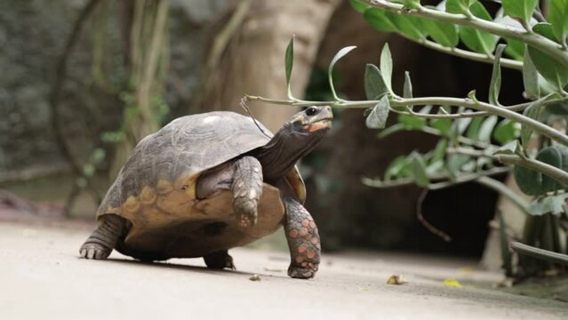 The Coal Turtle eats leaves. Amphibian with panser.