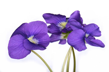 A blue viola odorata flower isolated on white background.