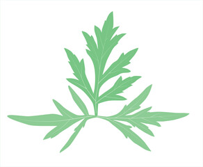 Medicinal herb wormwood on a white background with streaks